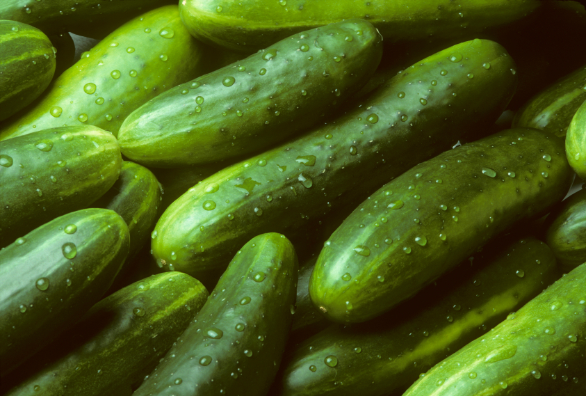 Garden Sweet Cucumber Seeds, BURPLESS, Organic, NON-GMO, FREE SHIPPING