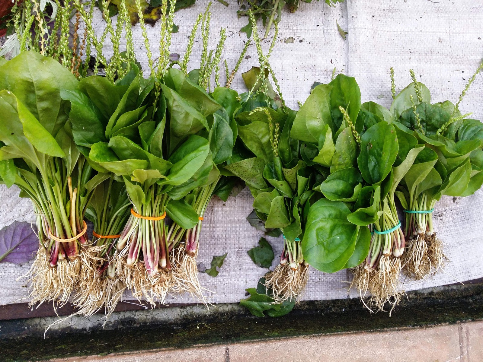 1000 CHINESE PLANTAIN Plantago Asiatica Herb Flower Seeds