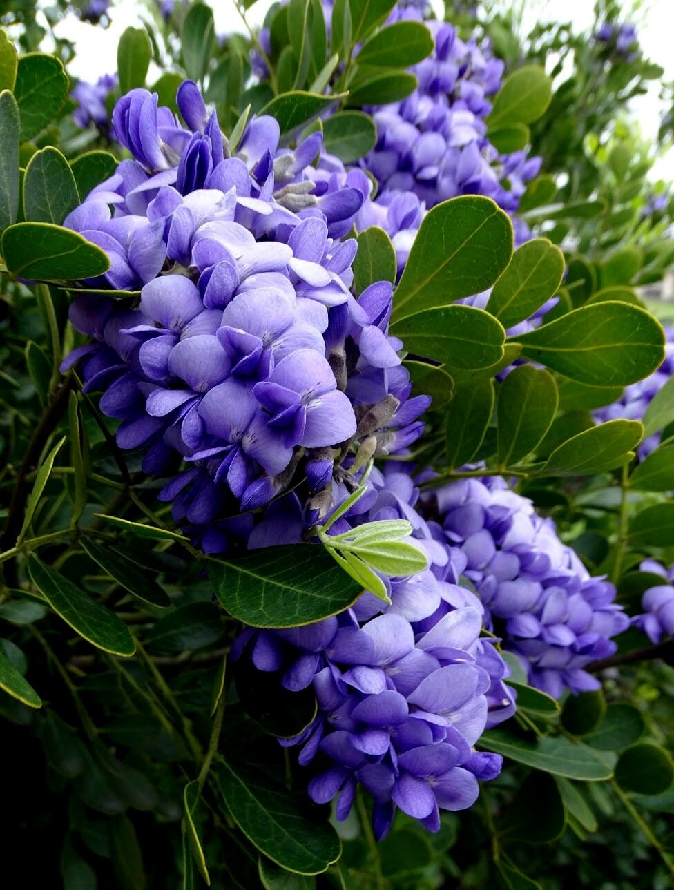 TEXAS MOUNTAIN LAUREL FLOWER TREE SEEDS (Sophora Secundiflora) Mescal Bean