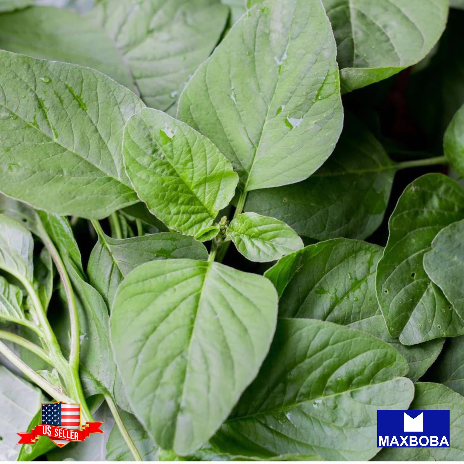 500+ Amaranth Seeds Green Leaf Lu Hsien Non-GMO Heirloom BOGO 50% OFF