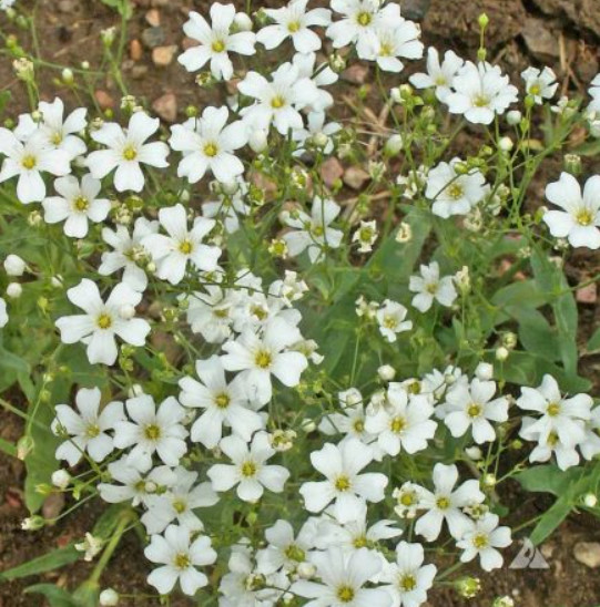Landscaper’s DRY AREA BLEND Wildflower Mix w/Perennials Non-GMO 5000 Seeds!
