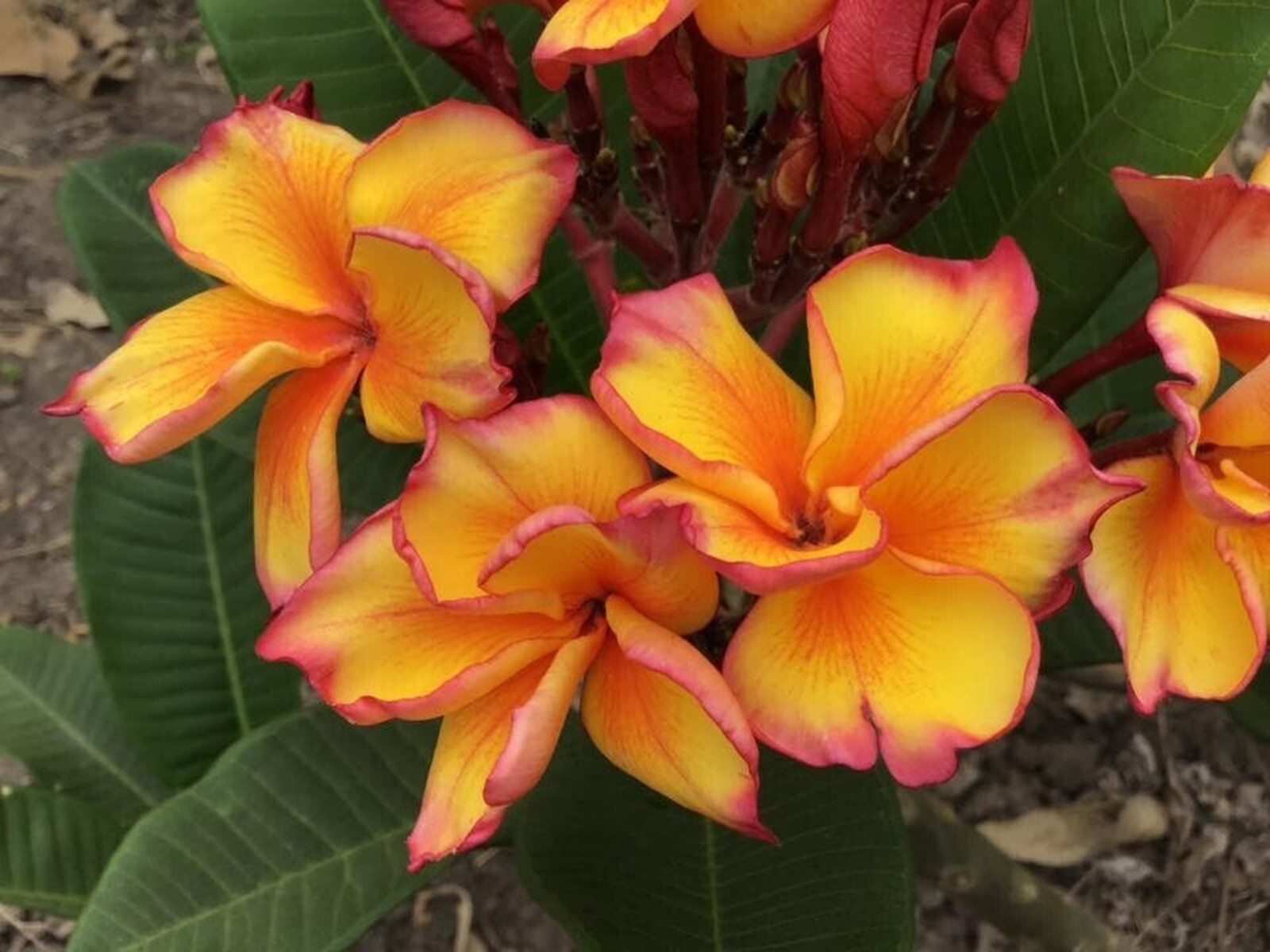5 Red Orange Plumeria Seeds Perennial Flowers Flower Frangipani US SELLER