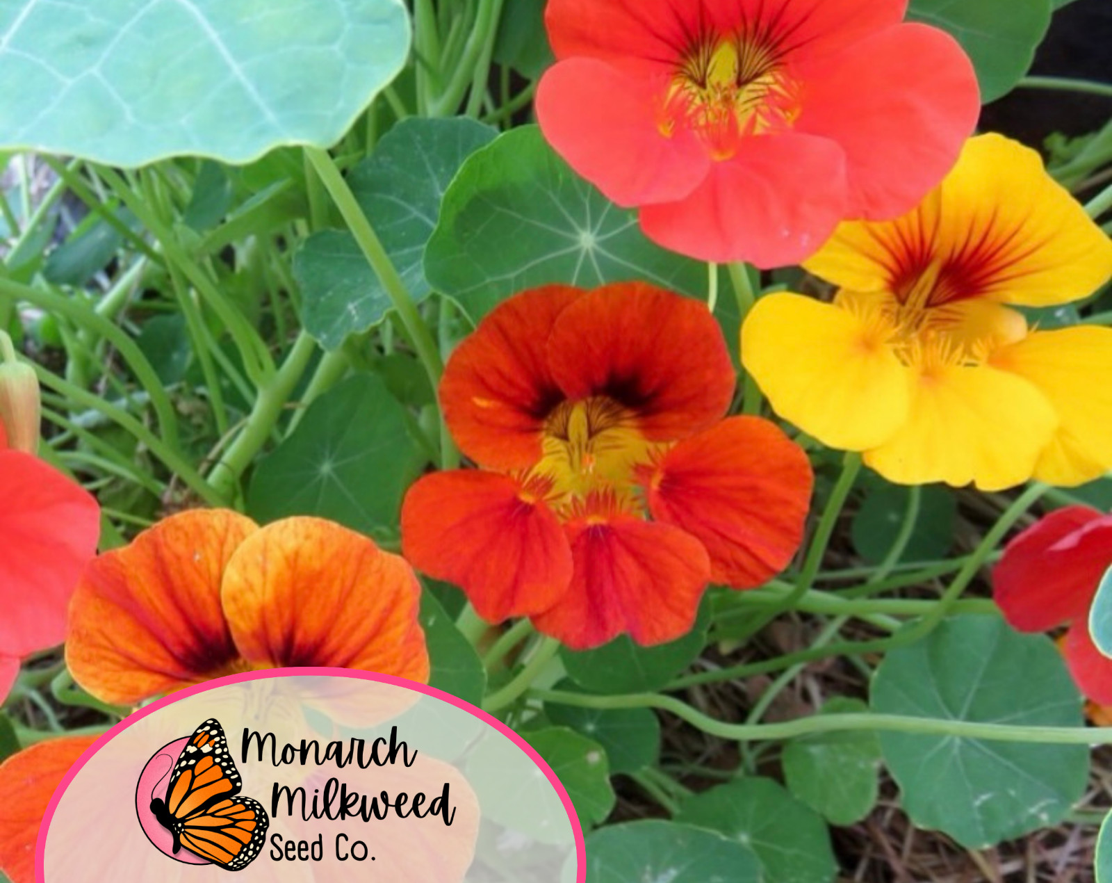 45+ Nasturtium Seeds ‘Jewel, Multicolored’ | Heirloom, Non-GMO, Flower Gardening