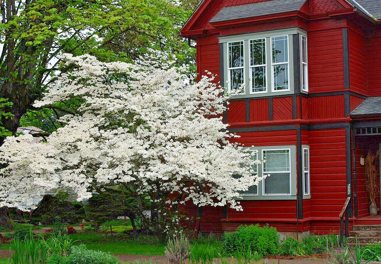 500 – 1,000 White American Flowering Dogwood Tree Seeds (Cornus florida) Hardy-5