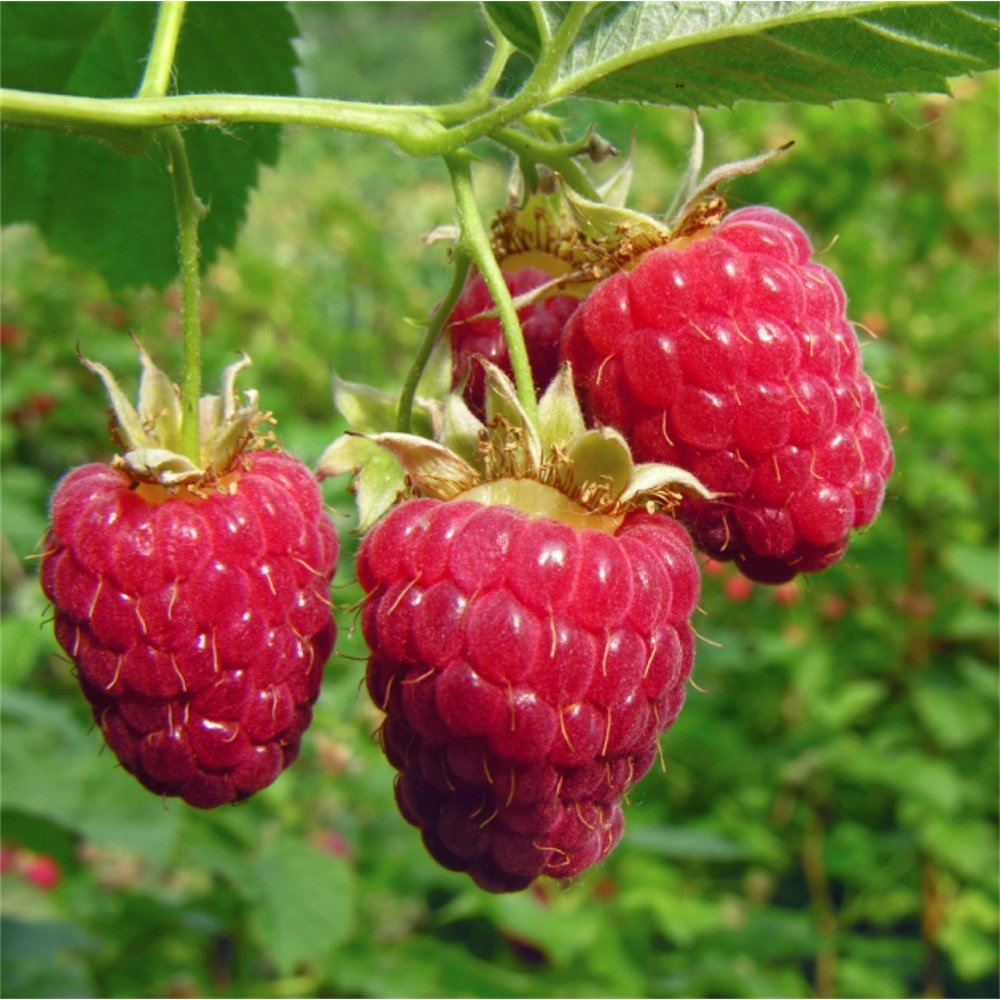 GIANT*SWEET*TULAMEEN RASPBERRY*25 SEEDS*MEDICINAL*ANTIOXIDANT*FIBRE