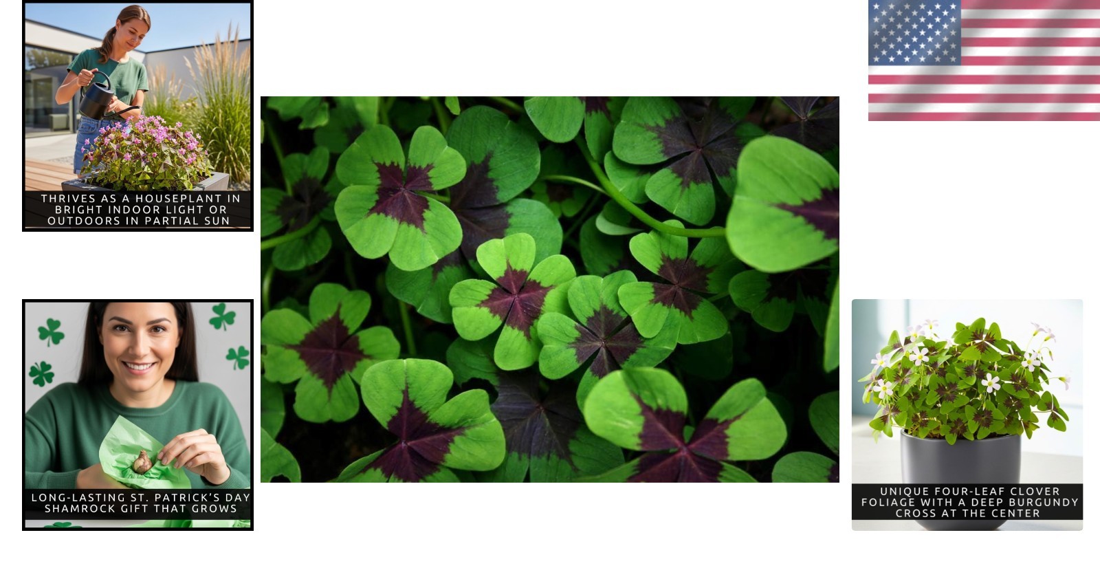 Multiplying Perennial Iron Cross Shamrock Bulbs – 10 Count, Low Maintenance