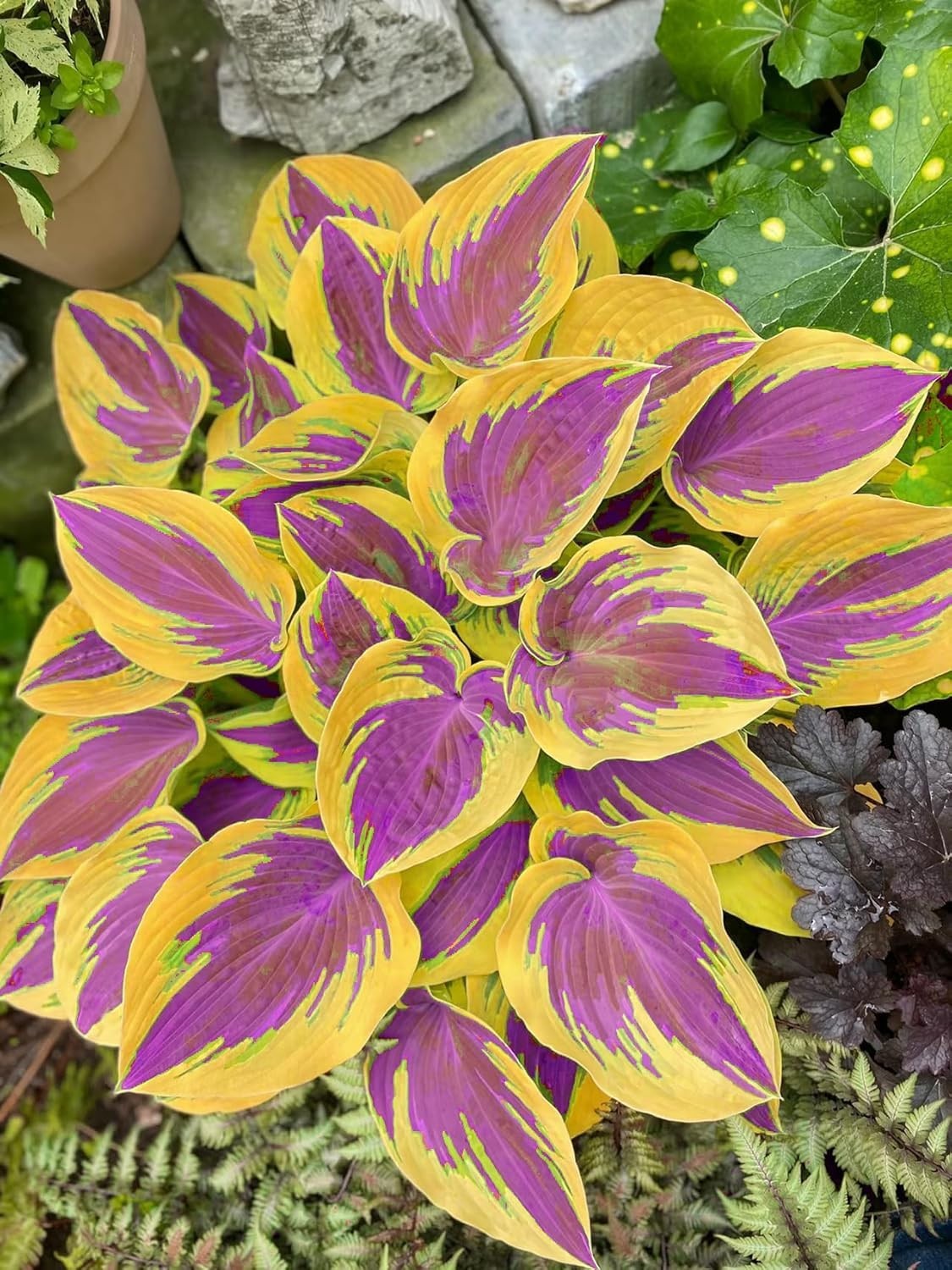 Hosta Seeds – 100+ Yellow Purple Hosta Plants Seeds for Planting Outdoor
