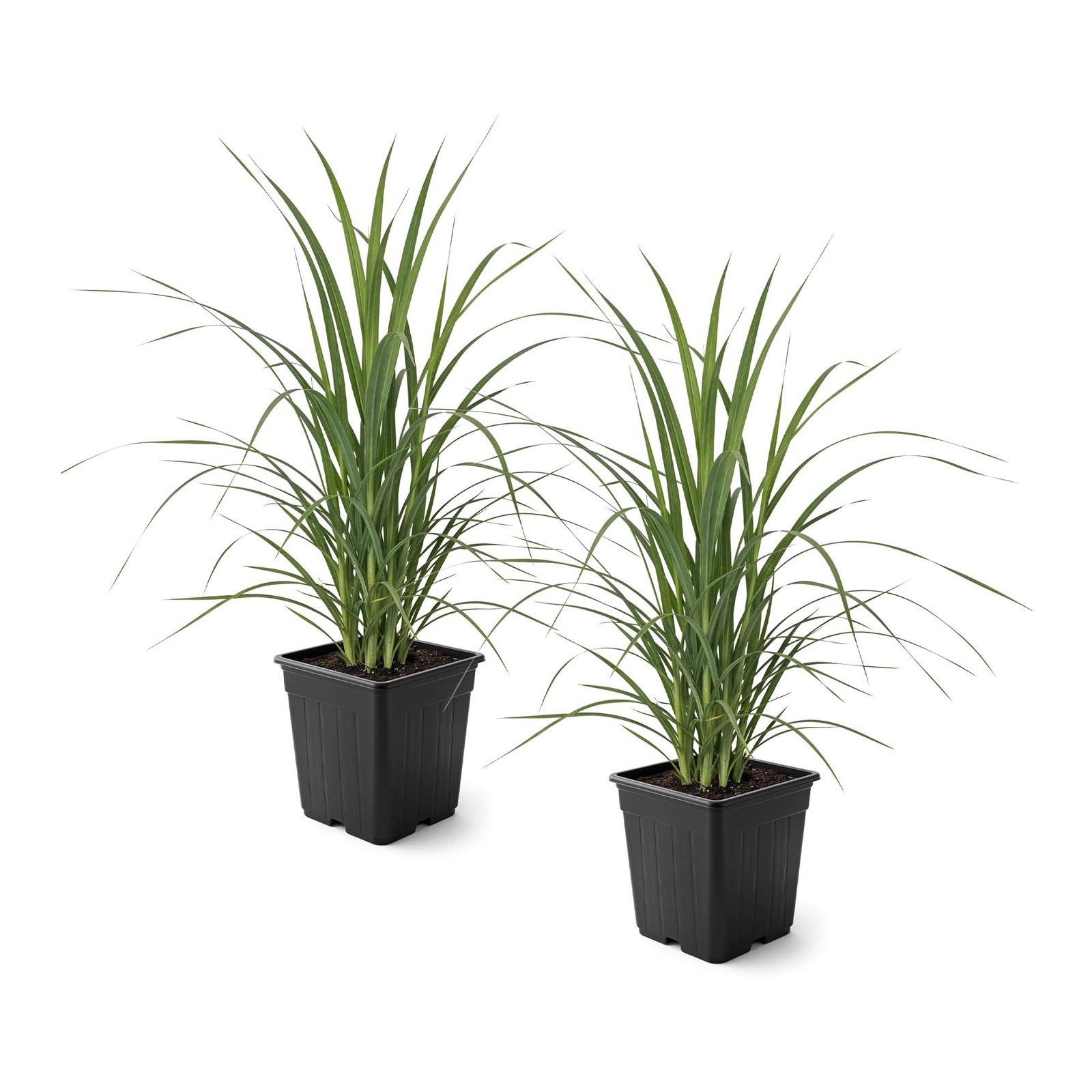 Pampas Grass Assorted Pink & White 2 Pack Perennial Accent Plant, 10″ Tall