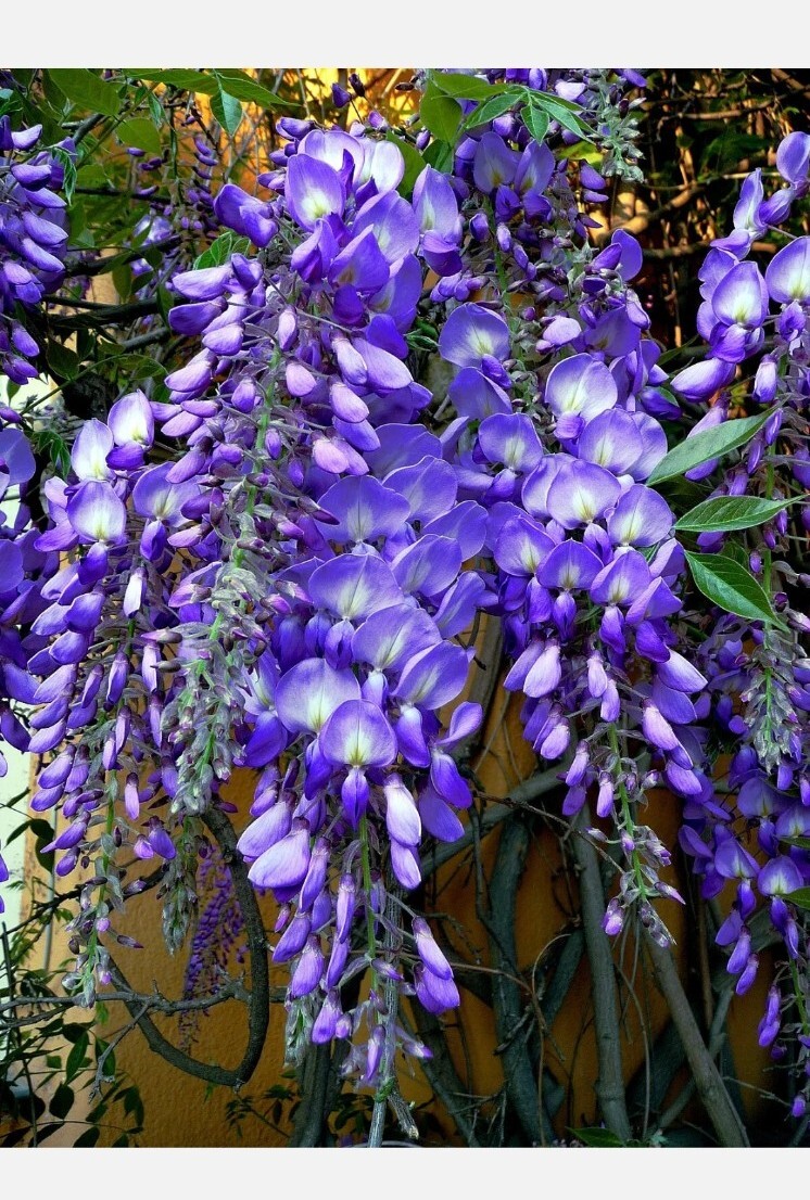 WISTERIA Tree 20+ Seeds! Fast Growing Flower Vine, Hardy Bonsai Plant Gorgeous!