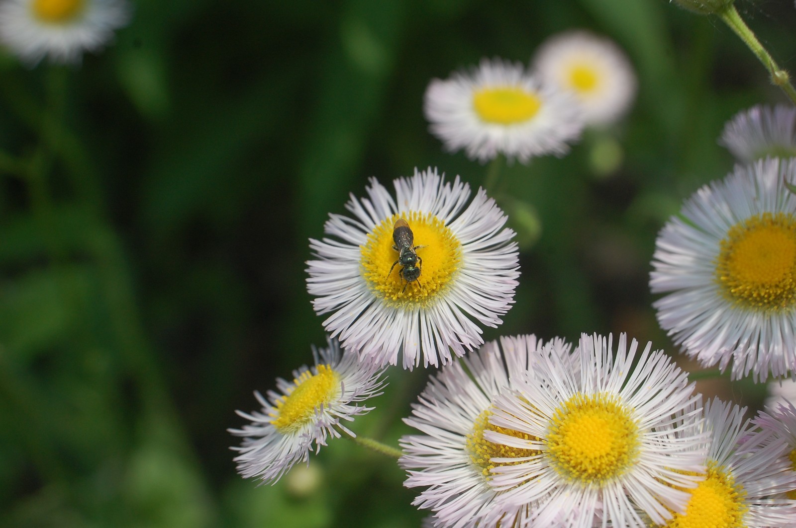 1/4 TSP + PHILADELPHIA FLEABANE DAISY SEEDS/Erigeron philadelphicus/NATIVE US
