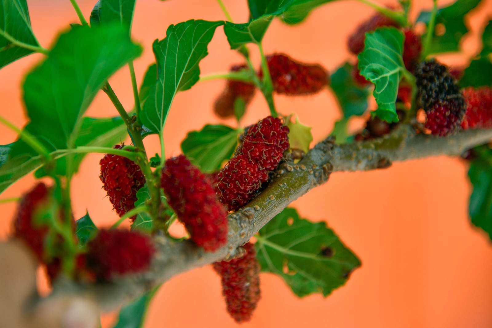 15 MULBERRY Tree Bush Morus Rubra Red Berry Fruit Seeds *Flat S/H
