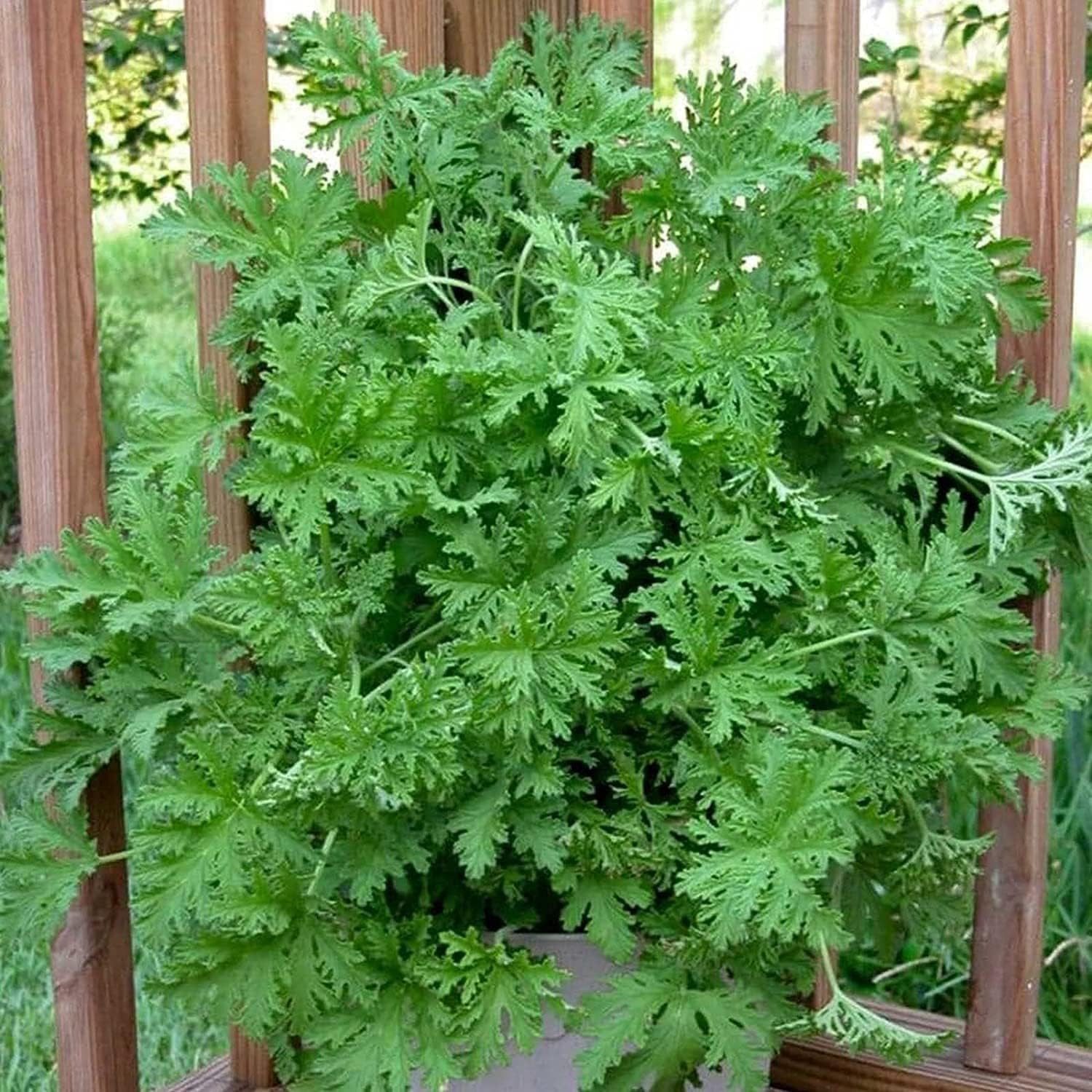 1500 Citronella Plant Seeds Citronella Plant Seeds Home Heirloom Garden