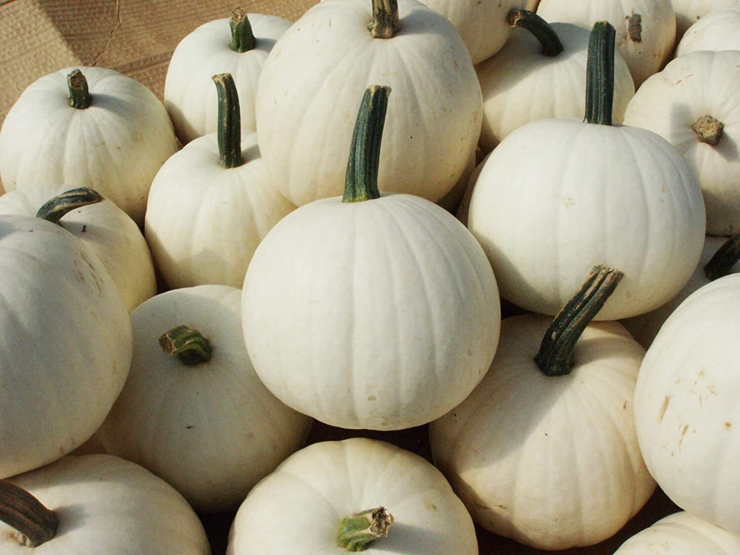 10 Snowball Pumpkin Seeds for Planting 2 Pound White Pumpkins
