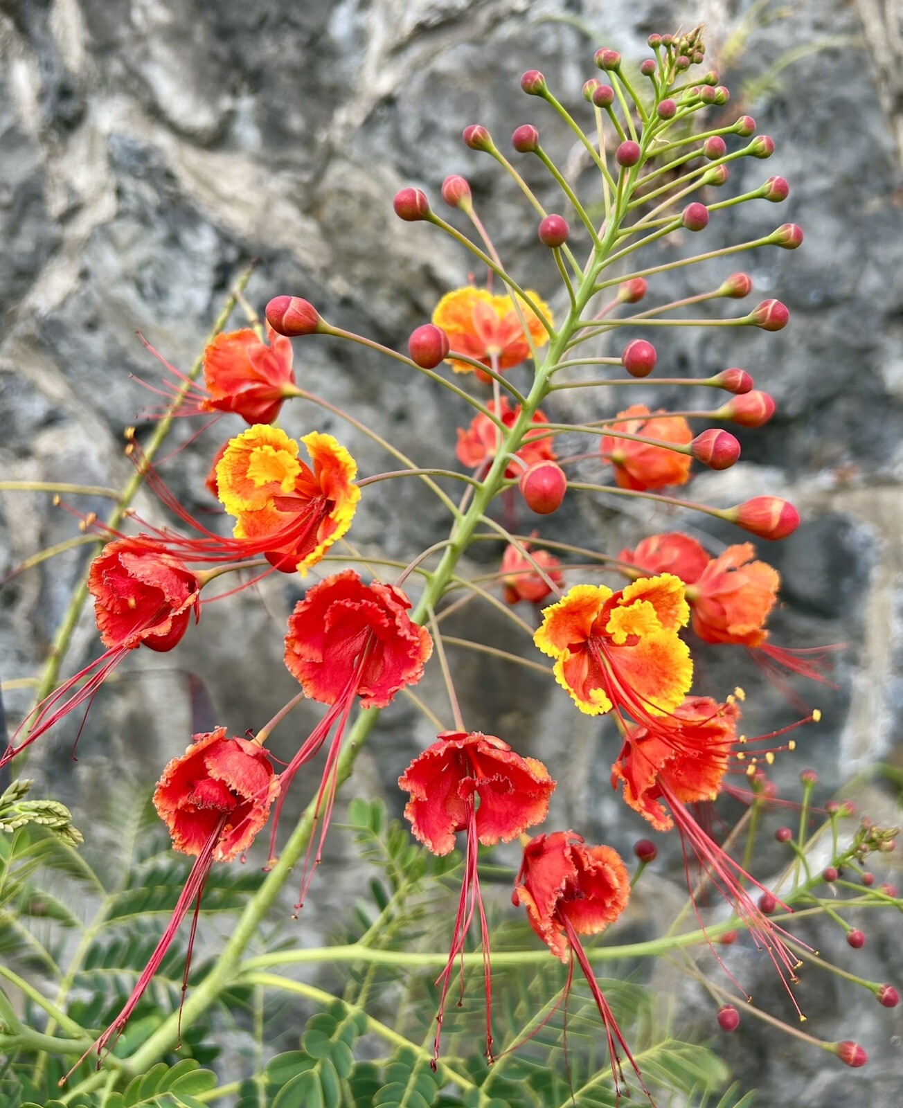 Pride of Barbados, Peacock Flower, Caesalpinia Pulcherrima – 10 Seeds 2025 – USA