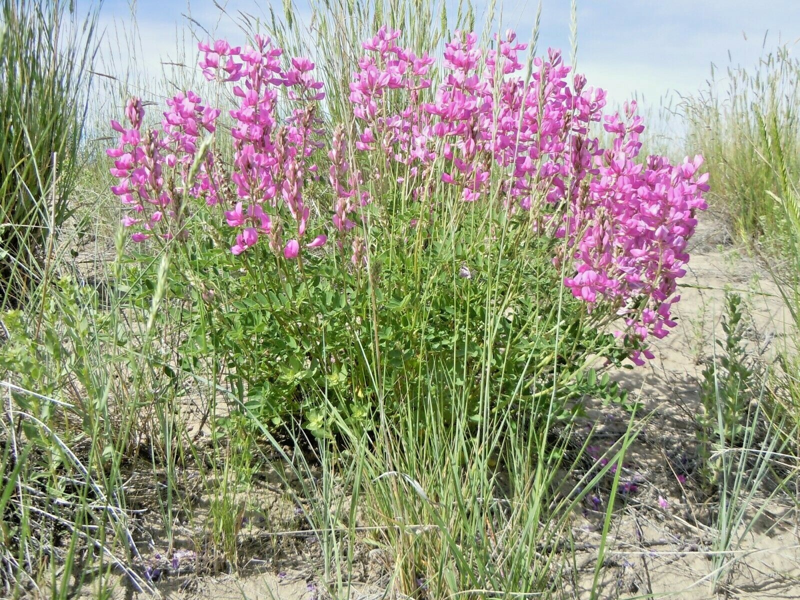 51+UTAH Northern SWEETVETCH Seeds Native Wildflower Drought Heat Cold Poor Soils