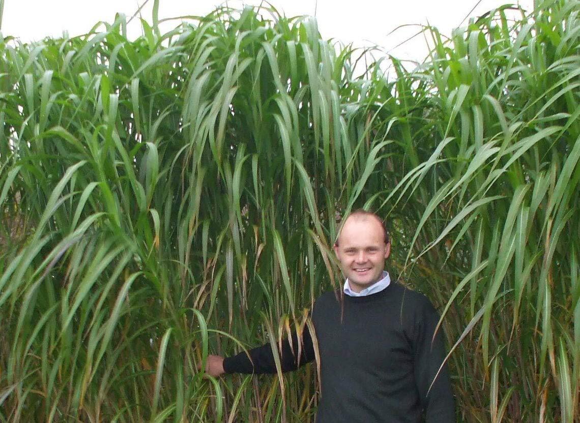 Elephant Grass Seeds – 100 Seeds – Tallest Grass in The World – Cenchrus purpure