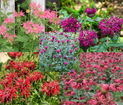 BEE BALM PANORAMA MIX Monarda Didyma – 250 Bulk Seeds