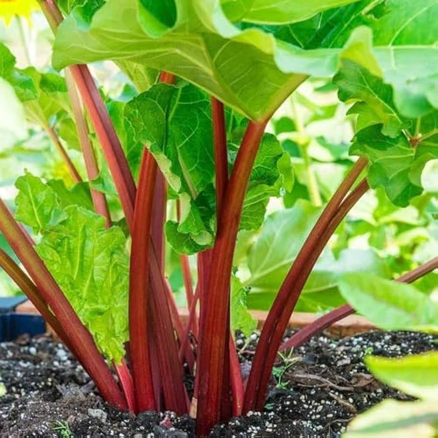 Victoria Rhubarb Seeds, Rheum rhabarbarum, NON-GMO, Heirloom, FREE SHIPPING