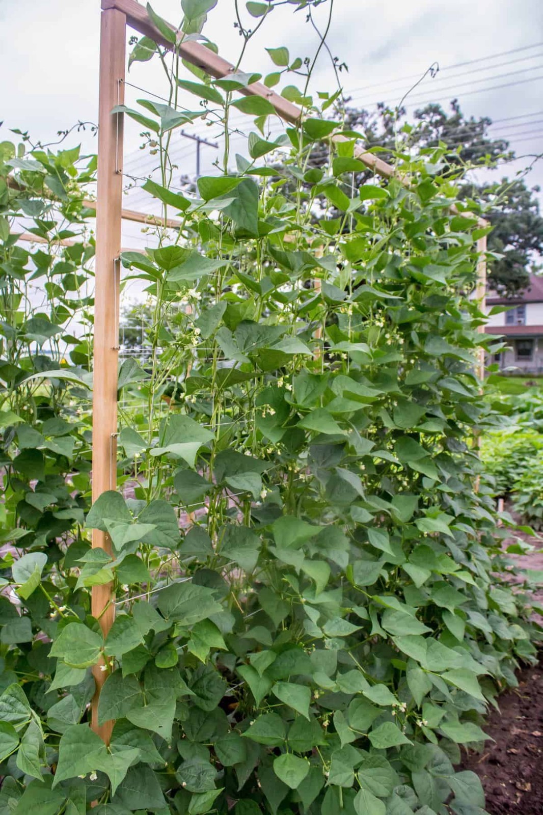 Whiskey Mountain Pole Bean Seeds (25) / Rare / HEIRLOOM / EASY