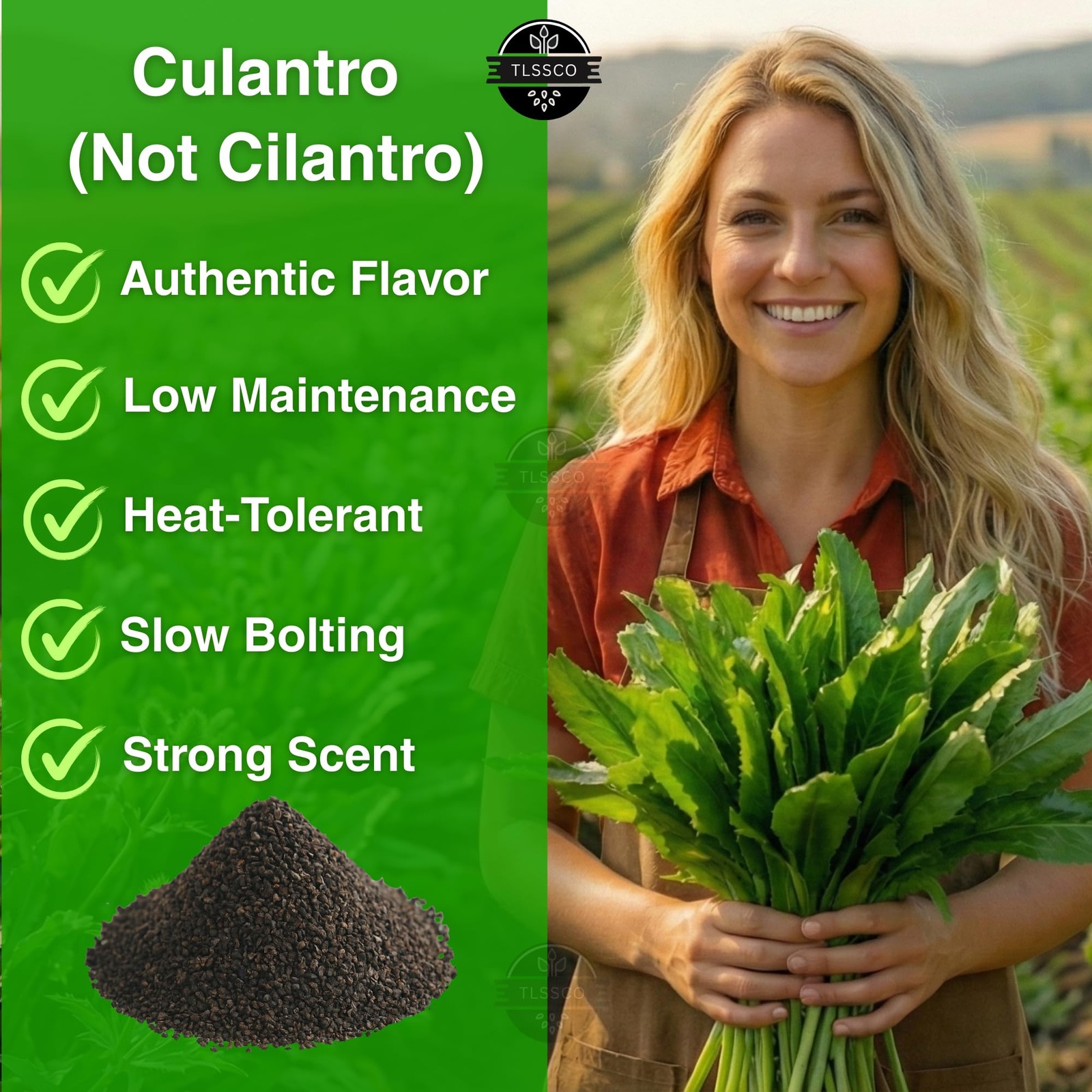 3049+ Culantro Seeds Heirloom Herb Seeds for Planting, SlowBolting, Flavorfu…