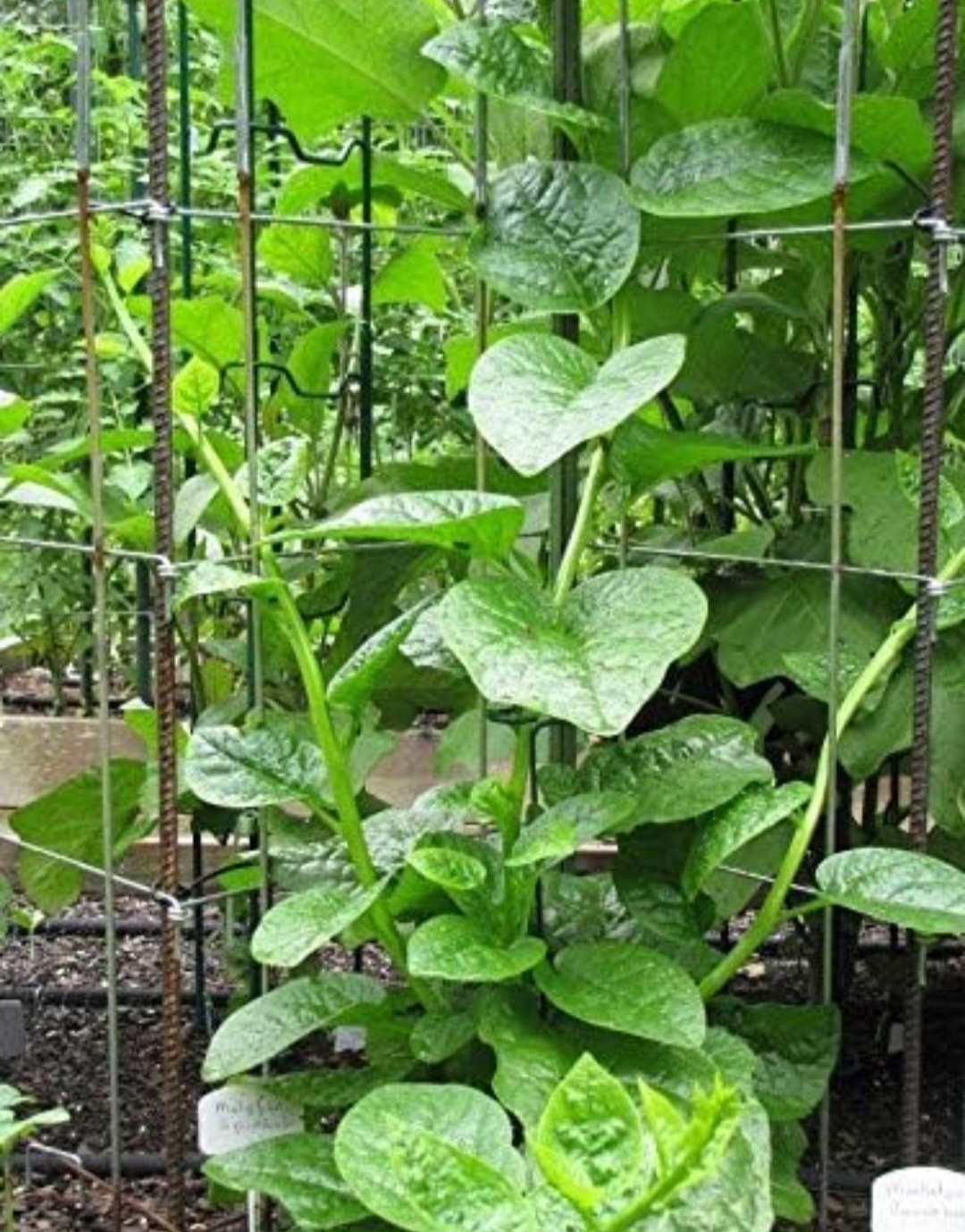20+ Malabar Spinach Green Stem Variety