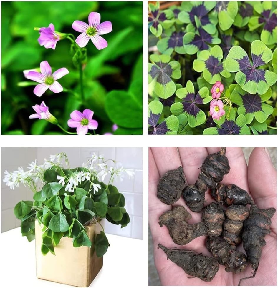 Green Shamrock Bulbs 15 Luck Oxalis Bulbs to Plant, Easy to Grow Indoors Outs…