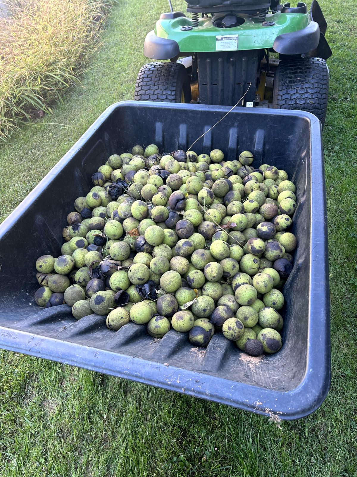 BLACK WALNUTS: 5lb Box Organic 2025 Harvest, Naturally Grown in Maryland.