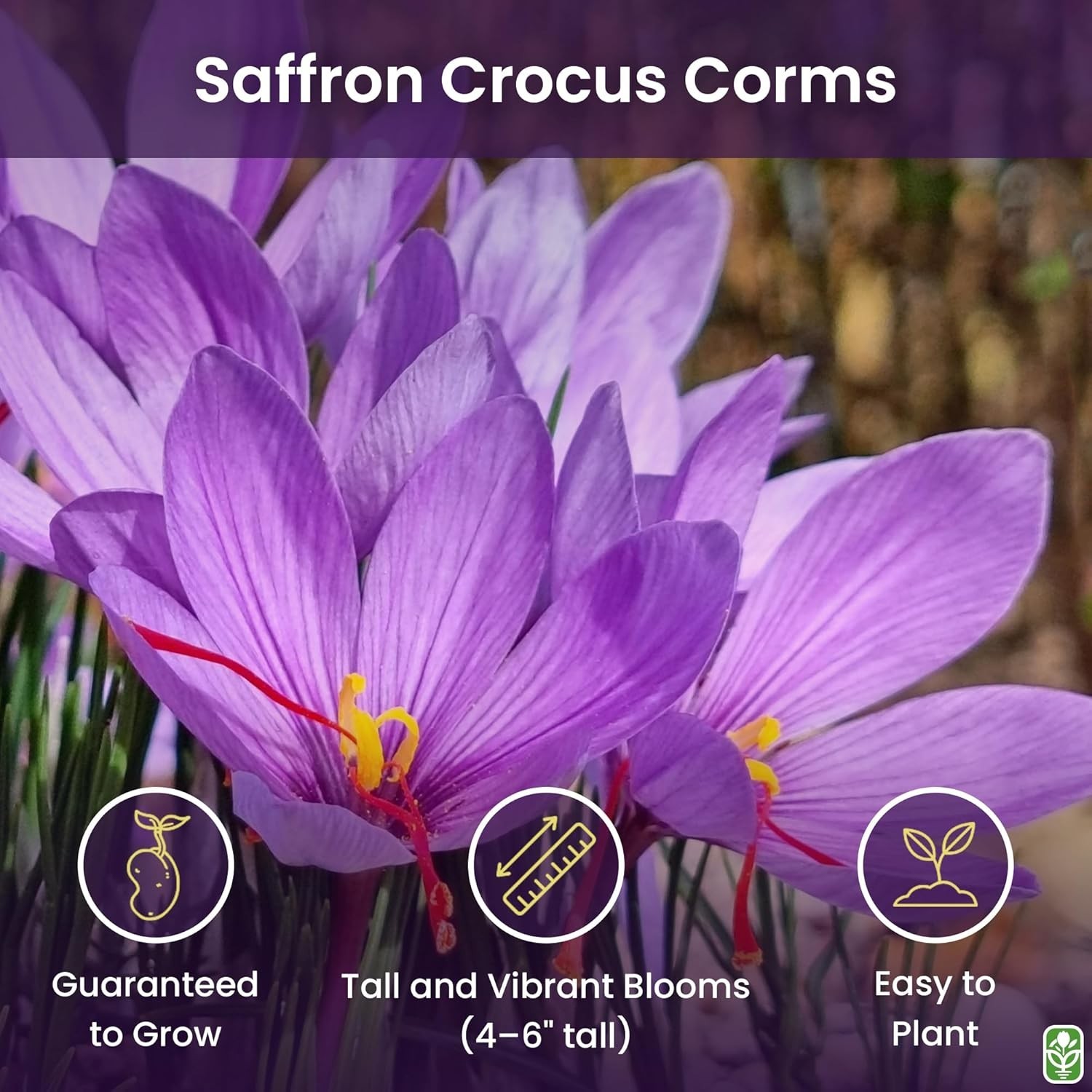 Saffron Crocus Corms for Planting – 10 Large Corms – Purple Blooms – Perennia…