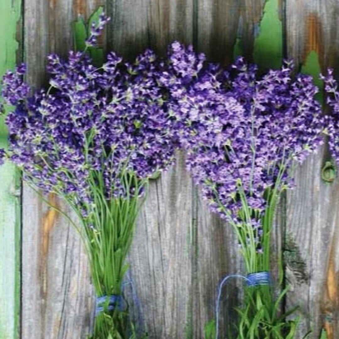 100++ Lavender Seeds – Munstead (Lavandula angustifolia) Flower Herb Seeds – USA