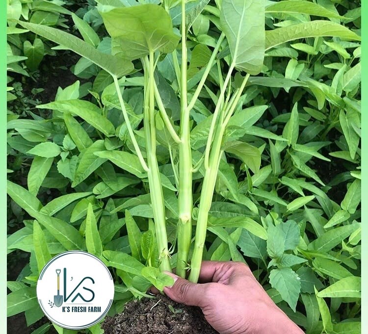 200+ pcs TRIPLE-STEM WATER SPINACH SEEDS, Ong Choy, Kangkong, RAU MUỐNG BA CHẠC