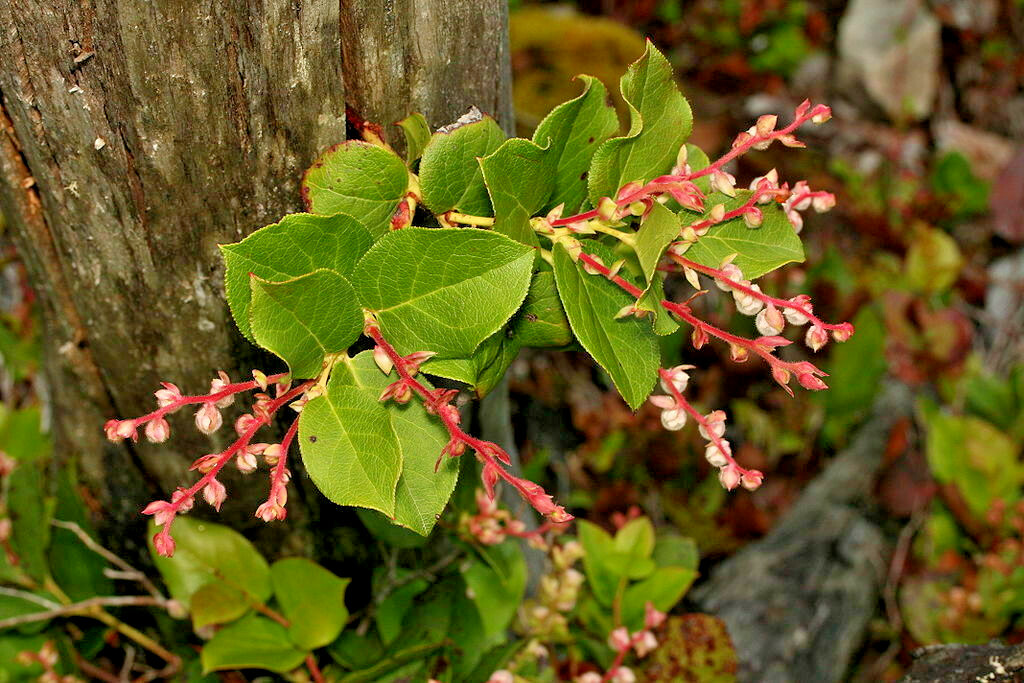 SALAL 1001 SEEDS SHALON, GAULTHERIA, HARDY EVERGREEN SHRUB, EDIBLE BERRIES, BULK