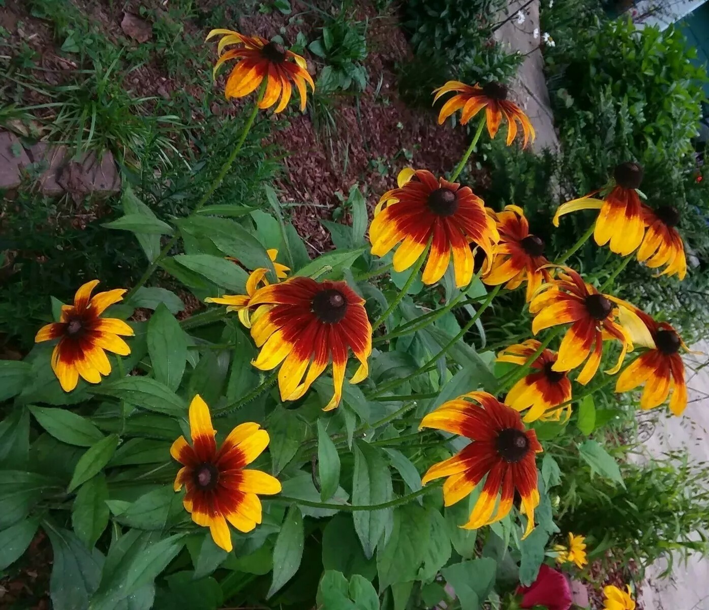 300+Native Perennial Large Daisy Seeds(Rudbeckia Hirta Gloriosa)Gold,Orange,Red.