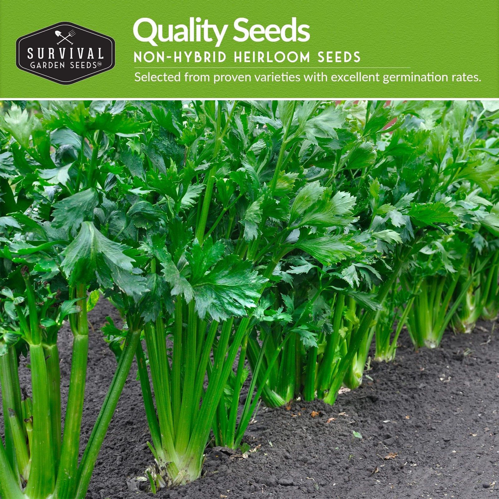 Celery Collection for Planting – 2 Packet with Instructions to Plant and Grow…