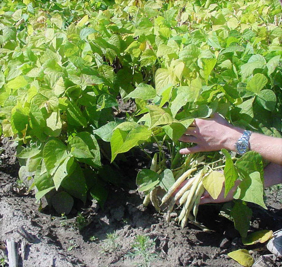 Navy Bean Seeds | For Planting Great White Northern Beans Vegetable Seed 2024