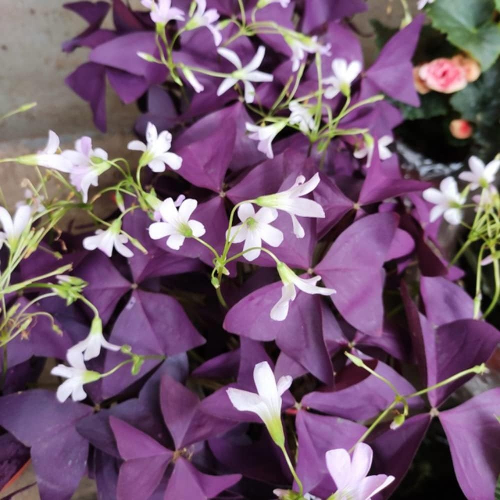 12PCS Purple Shamrock Bulbs Oxalis Triangularis Indoor Outdoor Planting Seeds