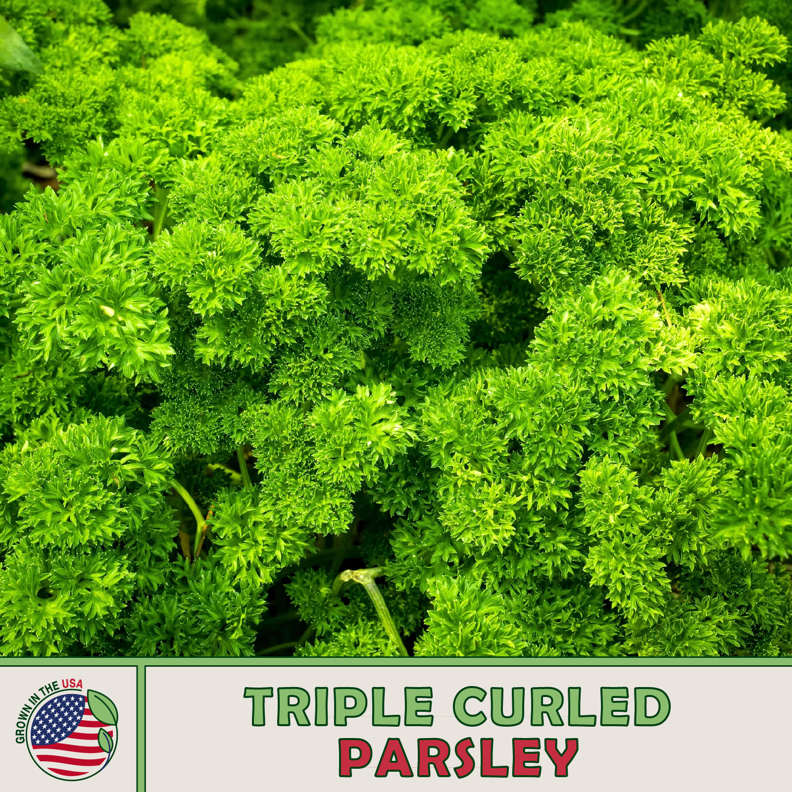 700 Triple Curled Parsley Seeds, Open-Pollinated, Culinary Herb, Genuine USA