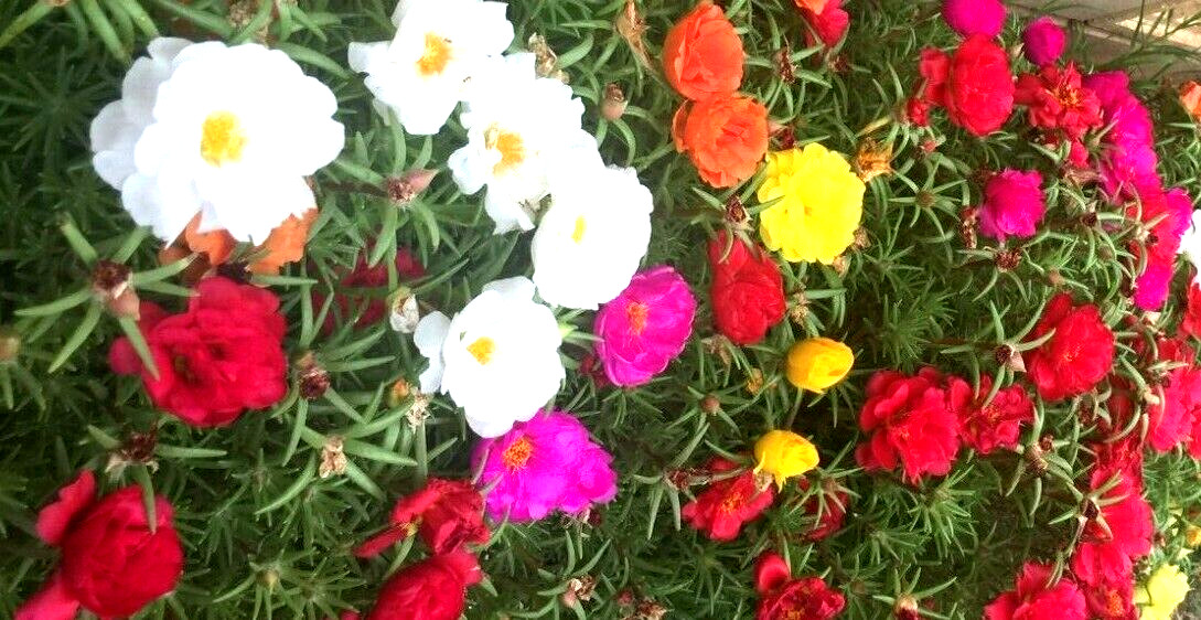 3000+ MOSS ROSE GRANDIFLORA SEEDS SPRING MIX FLOWERS GROUNDCOVER BUTTERFLIES USA