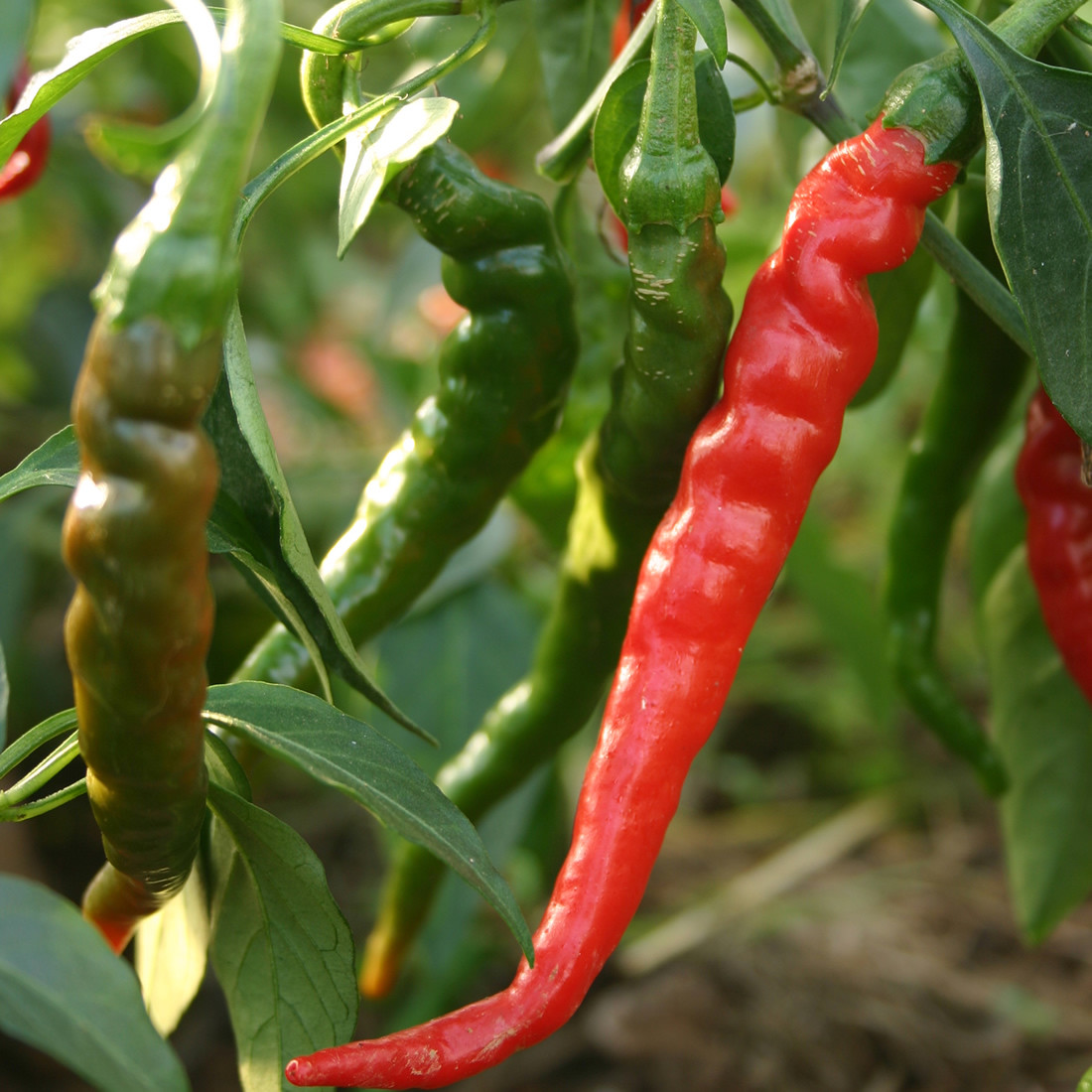 Cayenne Long Red Thin Pepper Seeds, NON-GMO, Variety Sizes, FREE SHIPPING