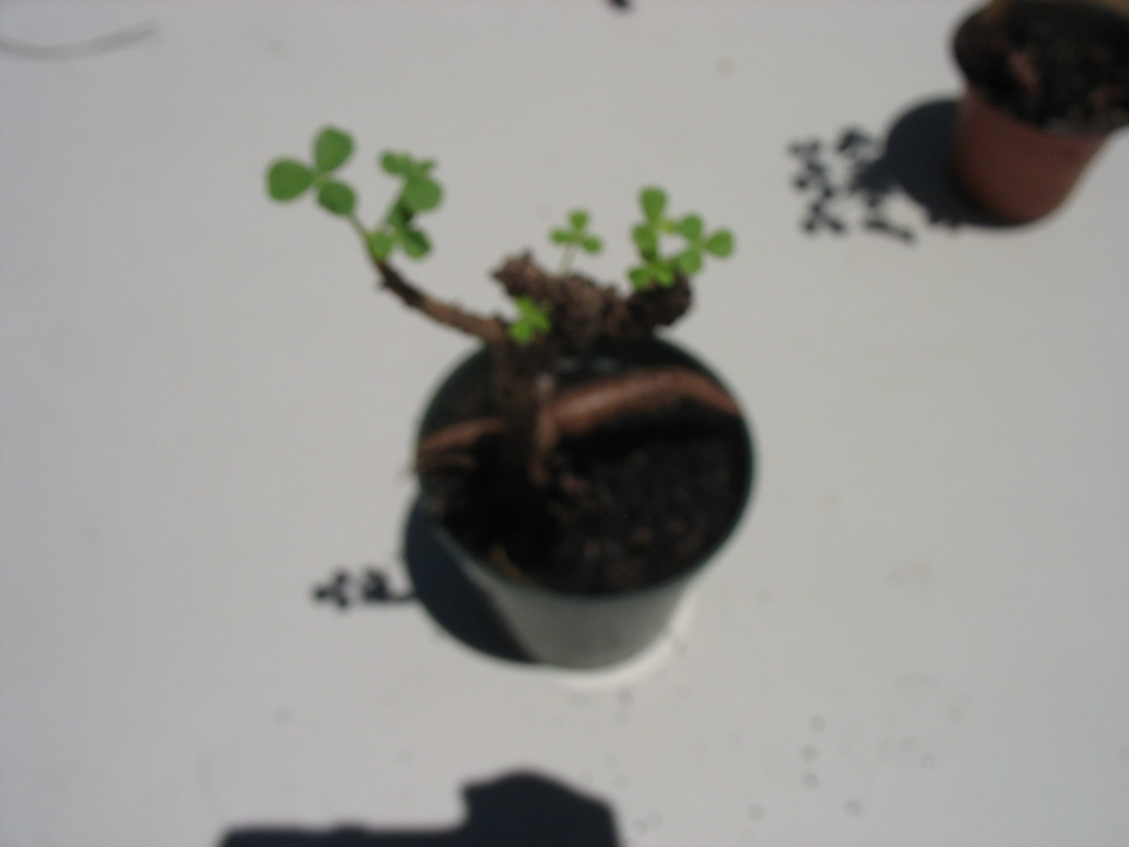 Bonsai Sorrel ~ Oxalis carnosa Caudex Caudiciform megalorrhiza 3.5″