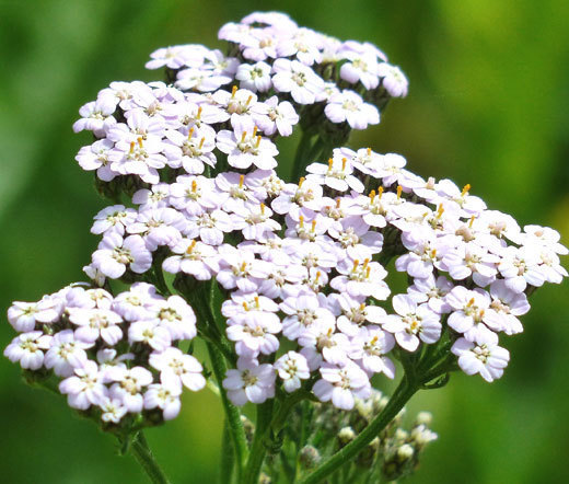 YARROW WHITE Achillea Millefolium – 2,000 Seeds