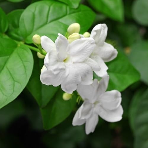 200+ Climbing Jasmine Flower Seeds | Non-GMO Fragrant Plant Seeds for Garde