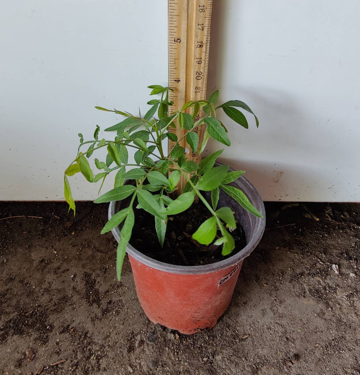 1(ONE) Live Plants of seedling “CHINESE PISTACHE” TREE about 3-6″ tall