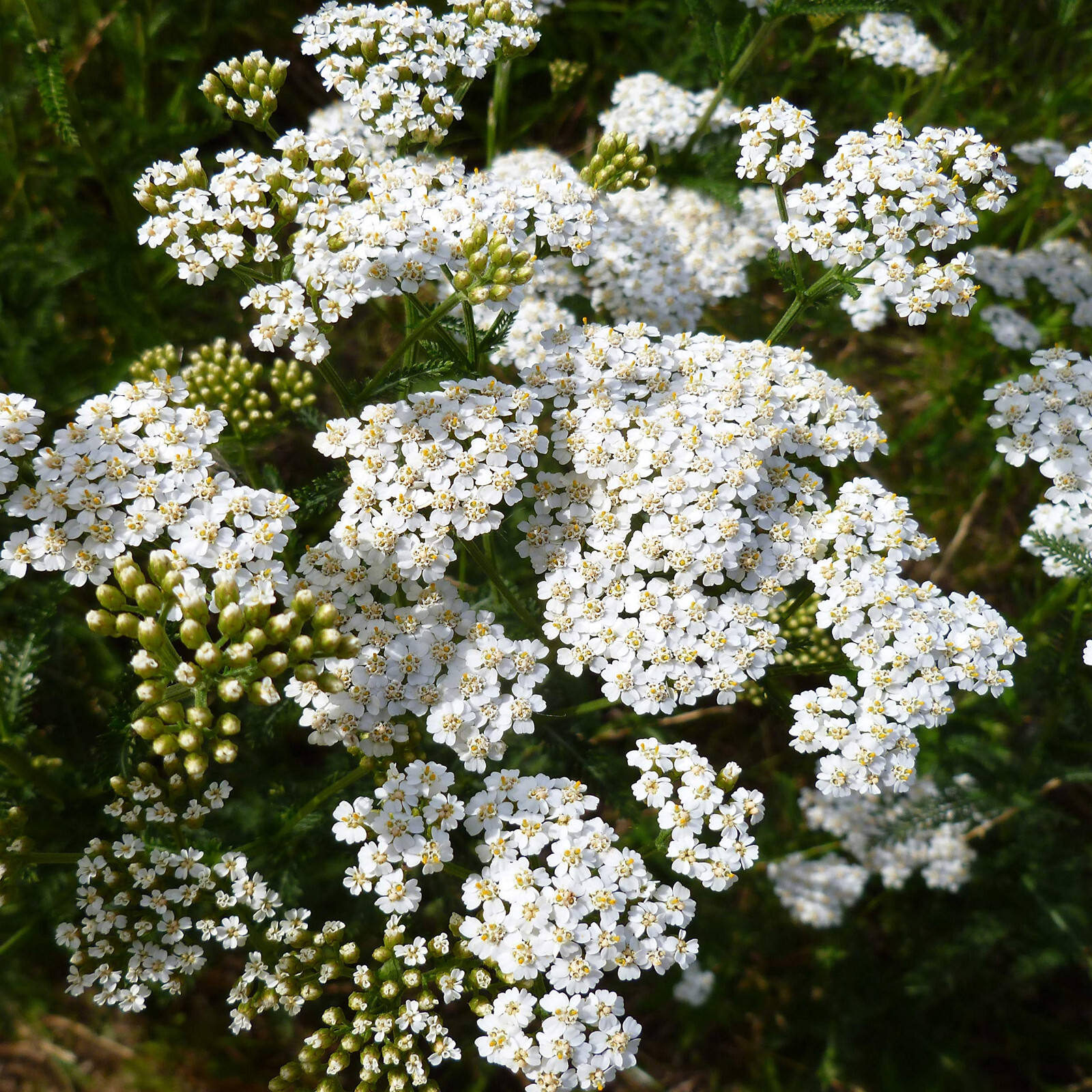 2250 SEEDS – yarrow WHITE Perennial Achillea millefolium GroCo BUY 15=SHIPS FREE