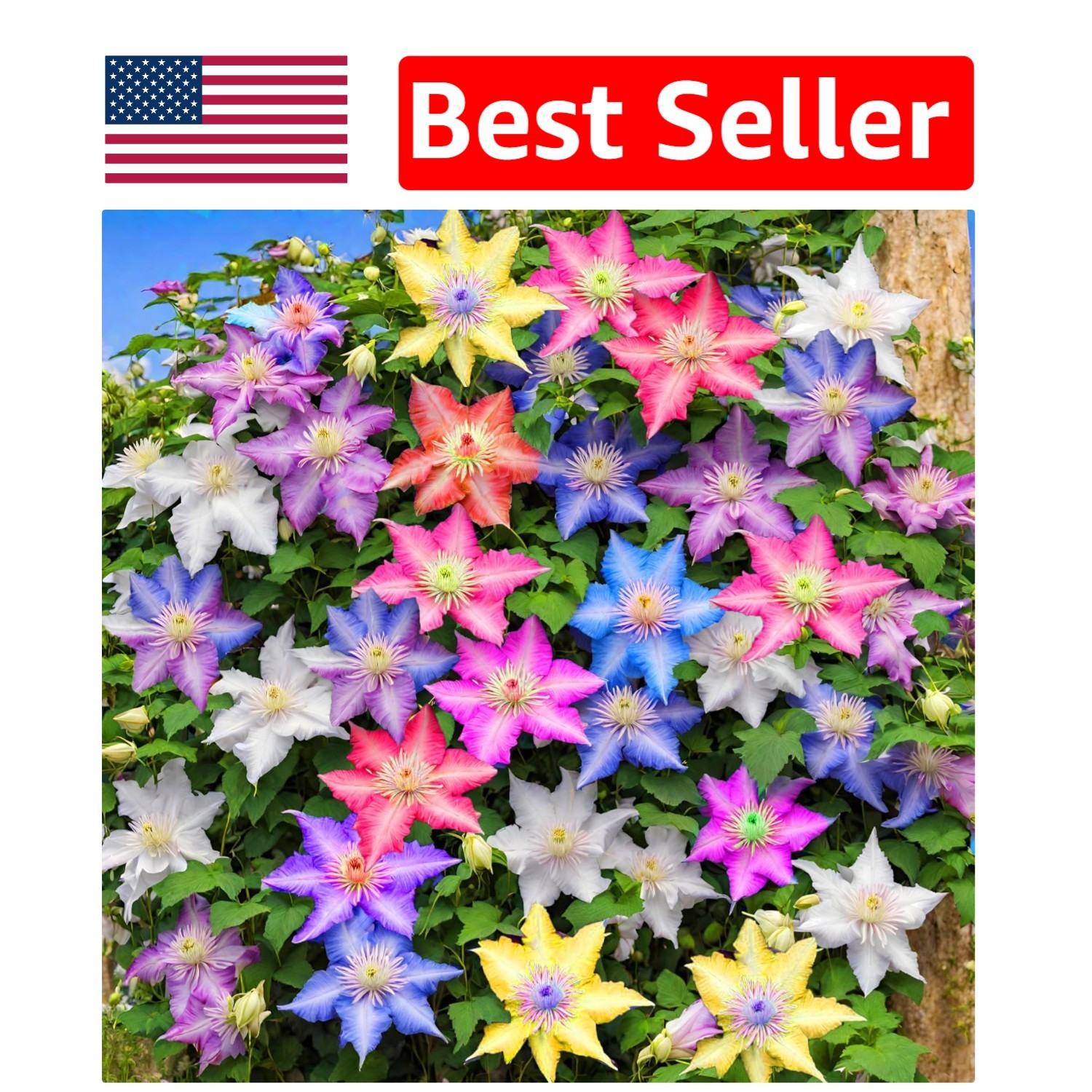 20 Mixed Heirloom Clematis Seeds – Low Maintenance Perennial Flower Beauties