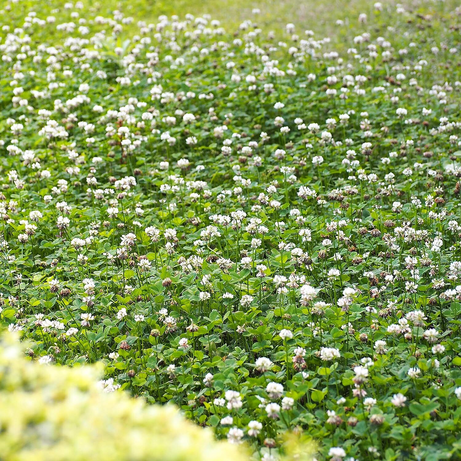 1lb Perennial White Dutch Clover Seed for Erosion Control, Ground Cover, Pasture
