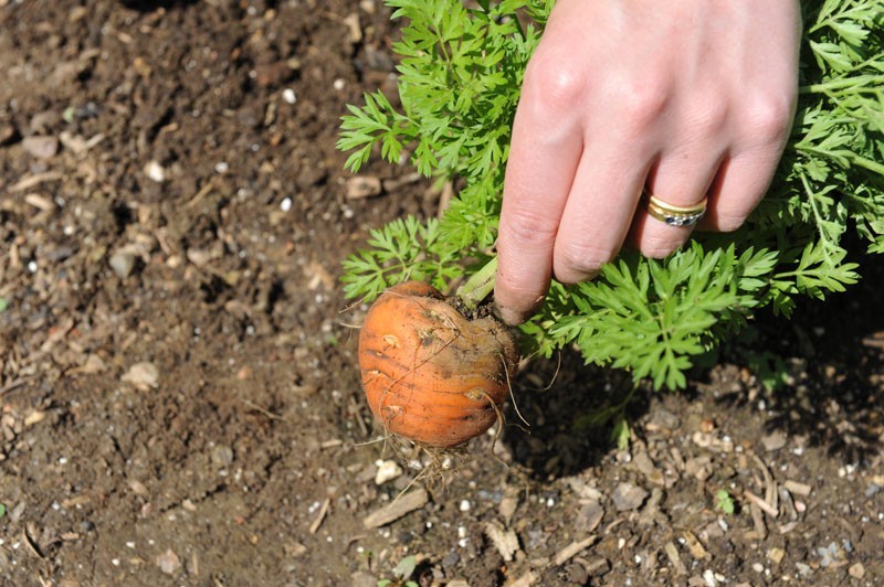 401+PARISIAN Round CARROT Seeds French Heirloom Vegetable Garden Container Easy