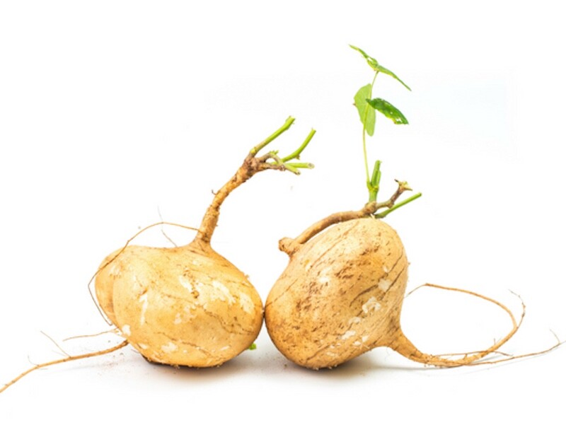 15 Jicama Seeds Vegetable Mexican Yam Bean Root, Hột củ sắn, 2024 NON – GMO