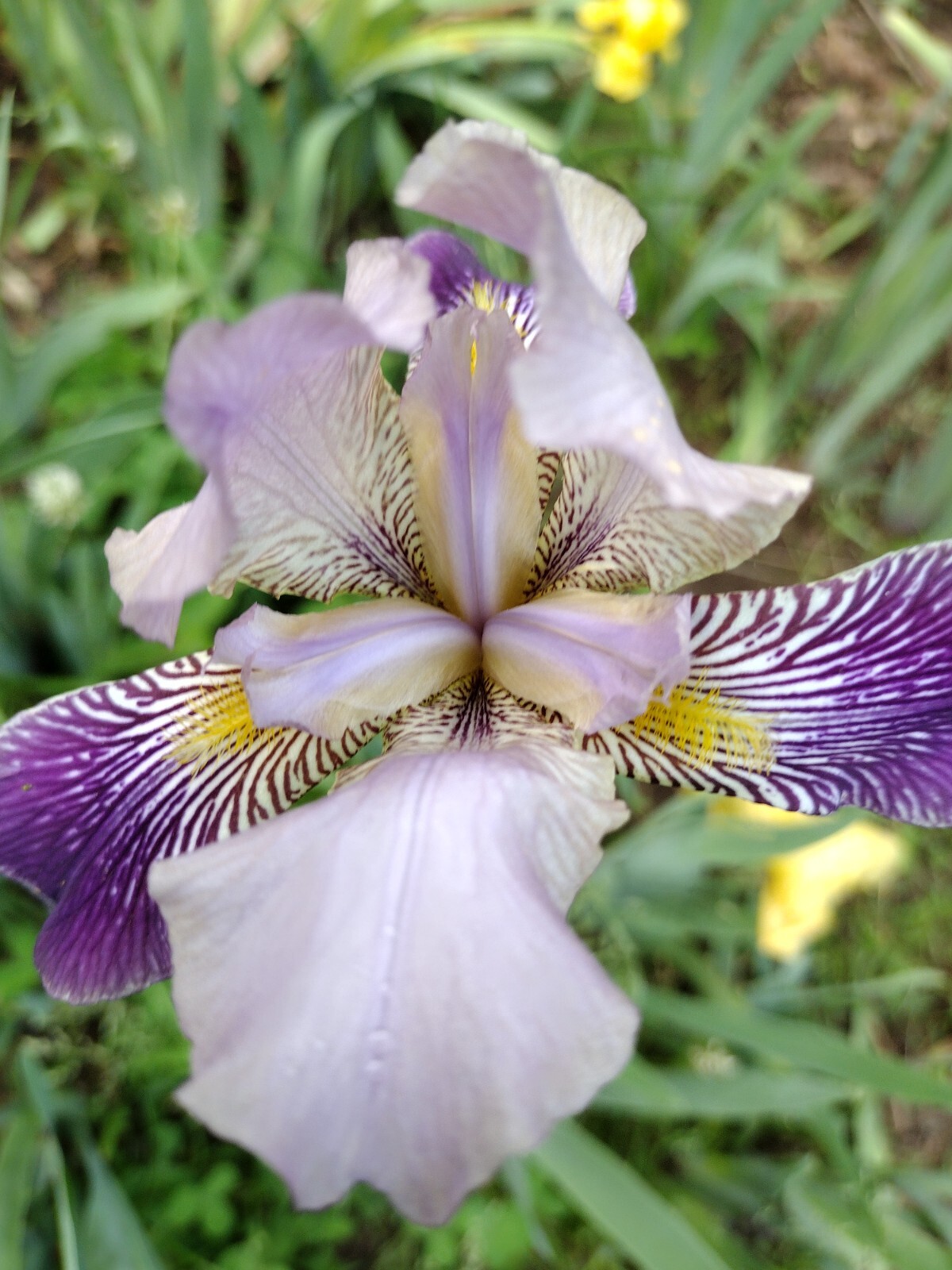“100 Mixed Variety Bearded Iris– GREAT VALUE• Fresh•Hardy•EASY to Grow