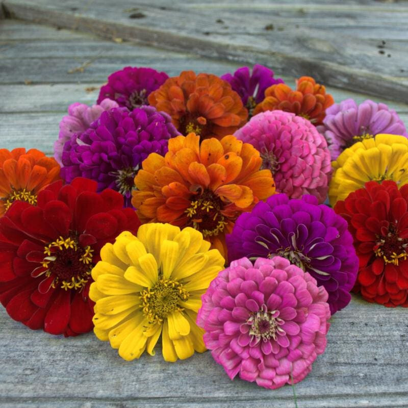 100 DAHLIA FLOWERED ZINNIA FLOWER MIX SEEDS ~ heirloomseedguy ~ 2026 ~ NON-GMO