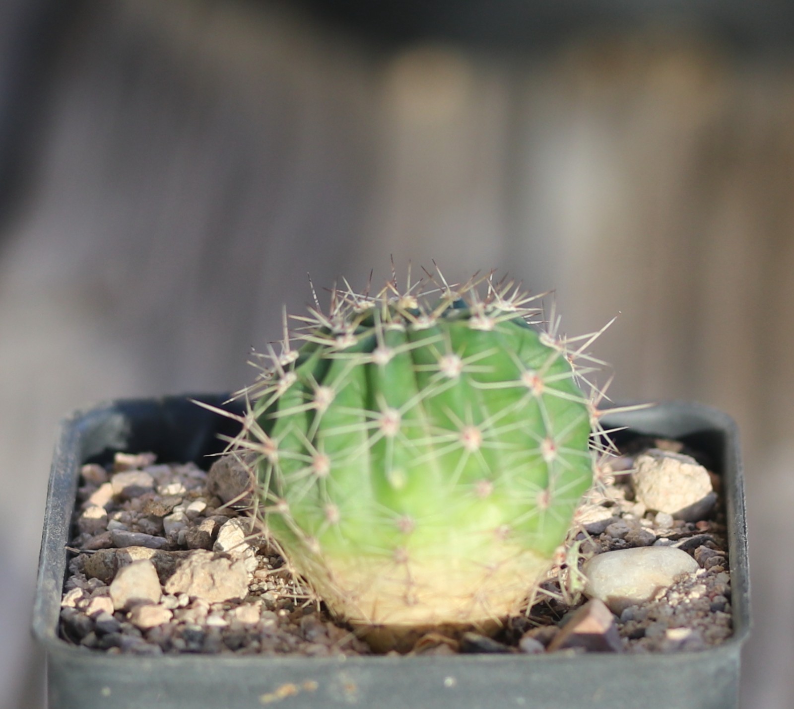 Echinopsis hybrid ‘Desdemona’
